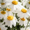 chamomile-matricaria-chamomilla-l-nural-floral-ba-2023-11-27-05-34-05-utc-scaled-1.webp